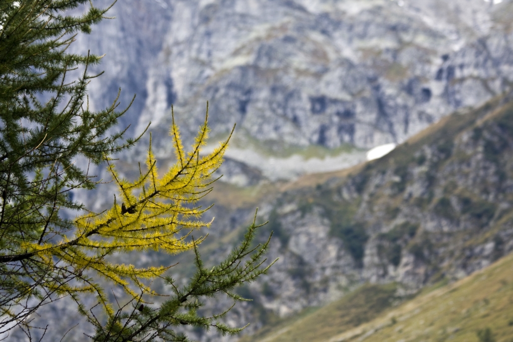 closeup larix branches surrounded by mountains sunlight with blurry background