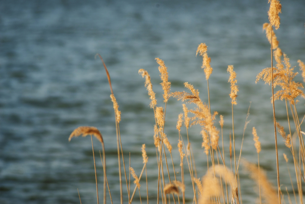vegetation with lake background