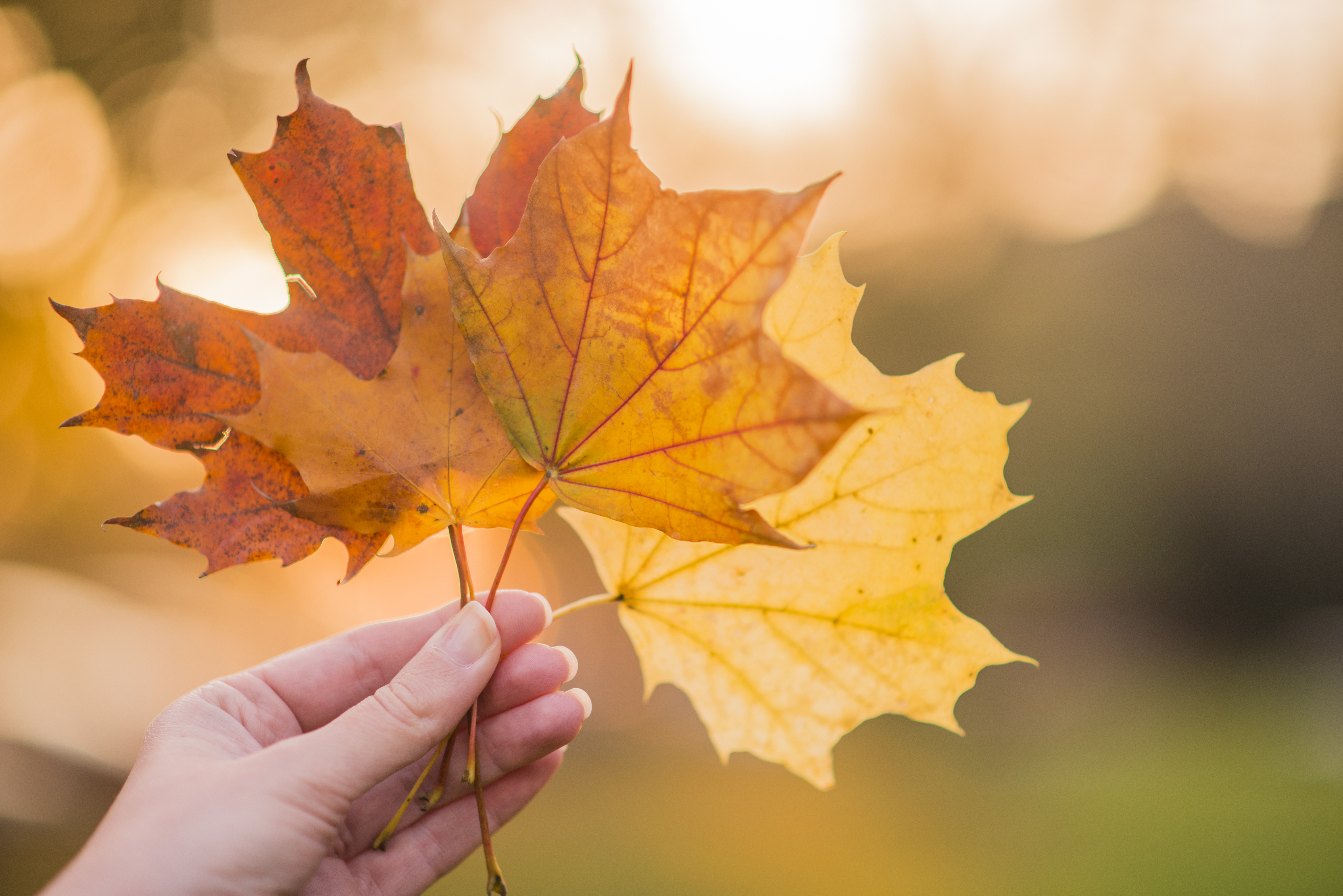 hand holding yellow maple leaves autumn sunny background hand holding yellow maple leaf blurred autumn trees background autumn concept selective focus