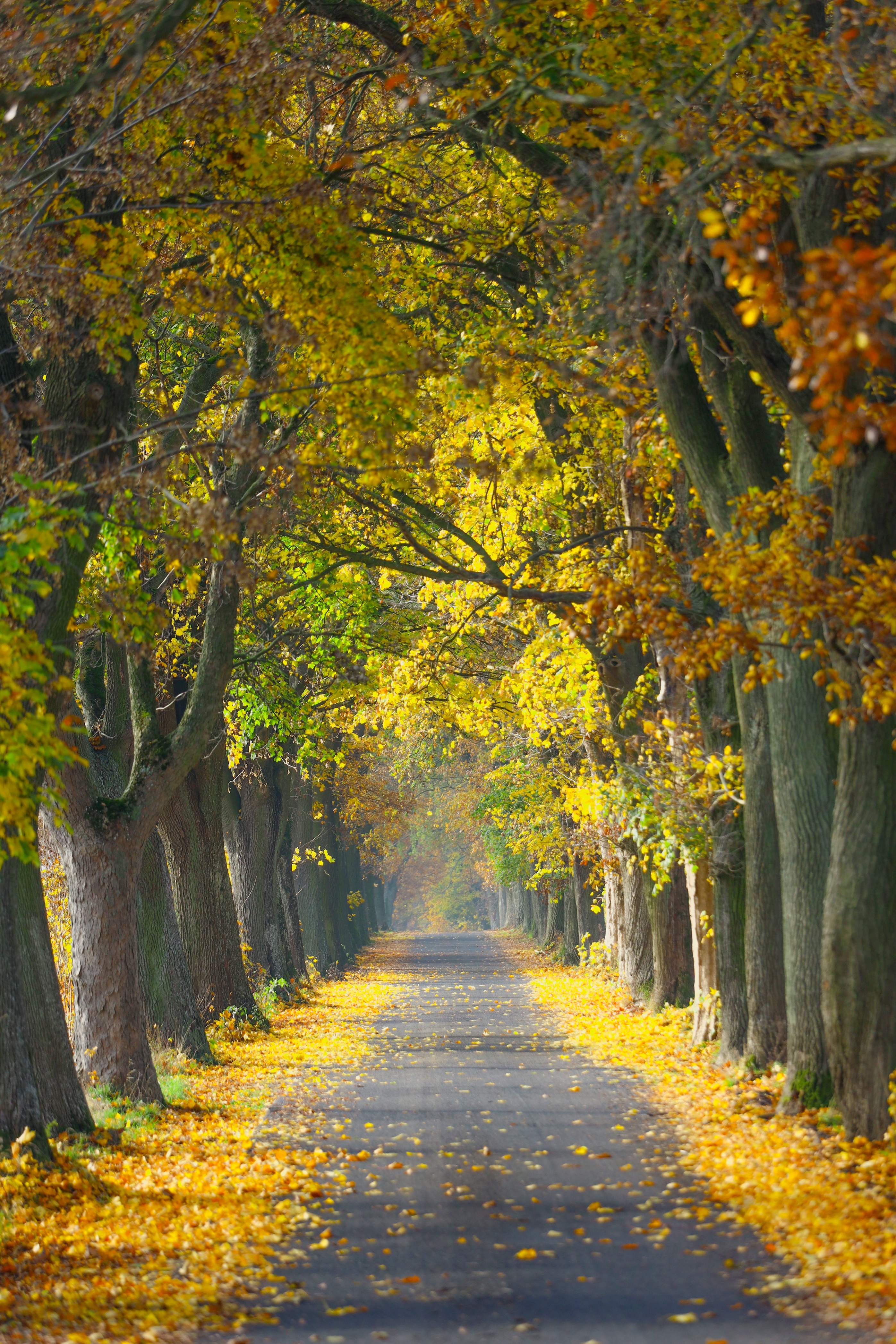 zbigniewmilewski autumn 7562289